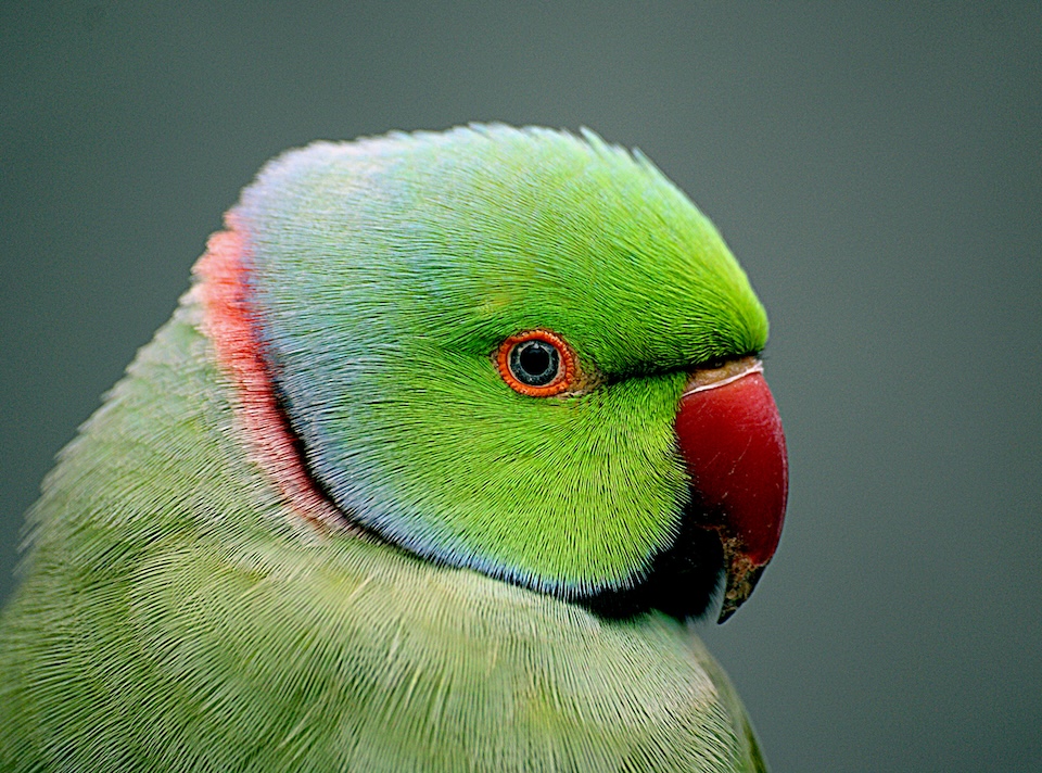 Ringneck verde