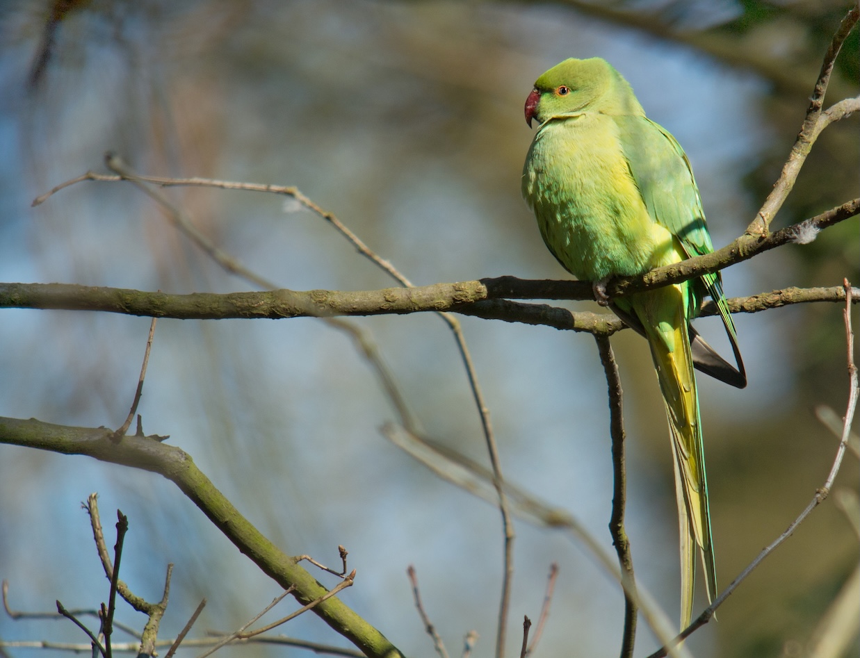 Ringneck verde