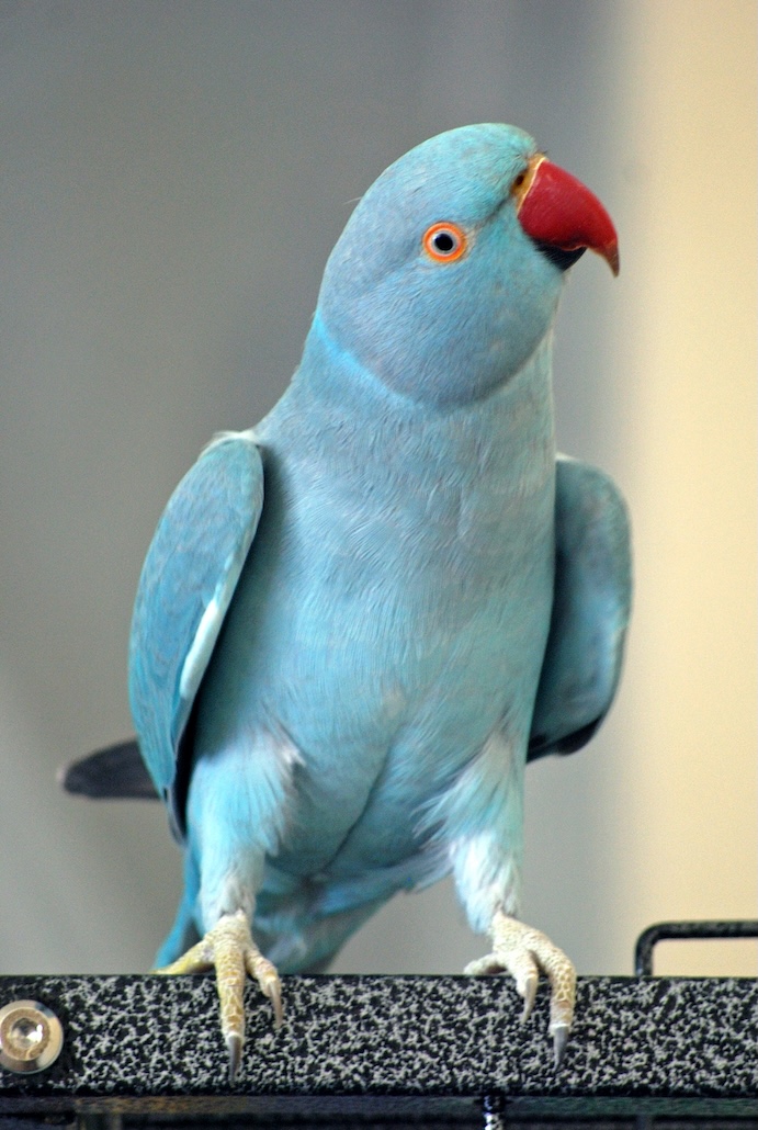Ringneck azul