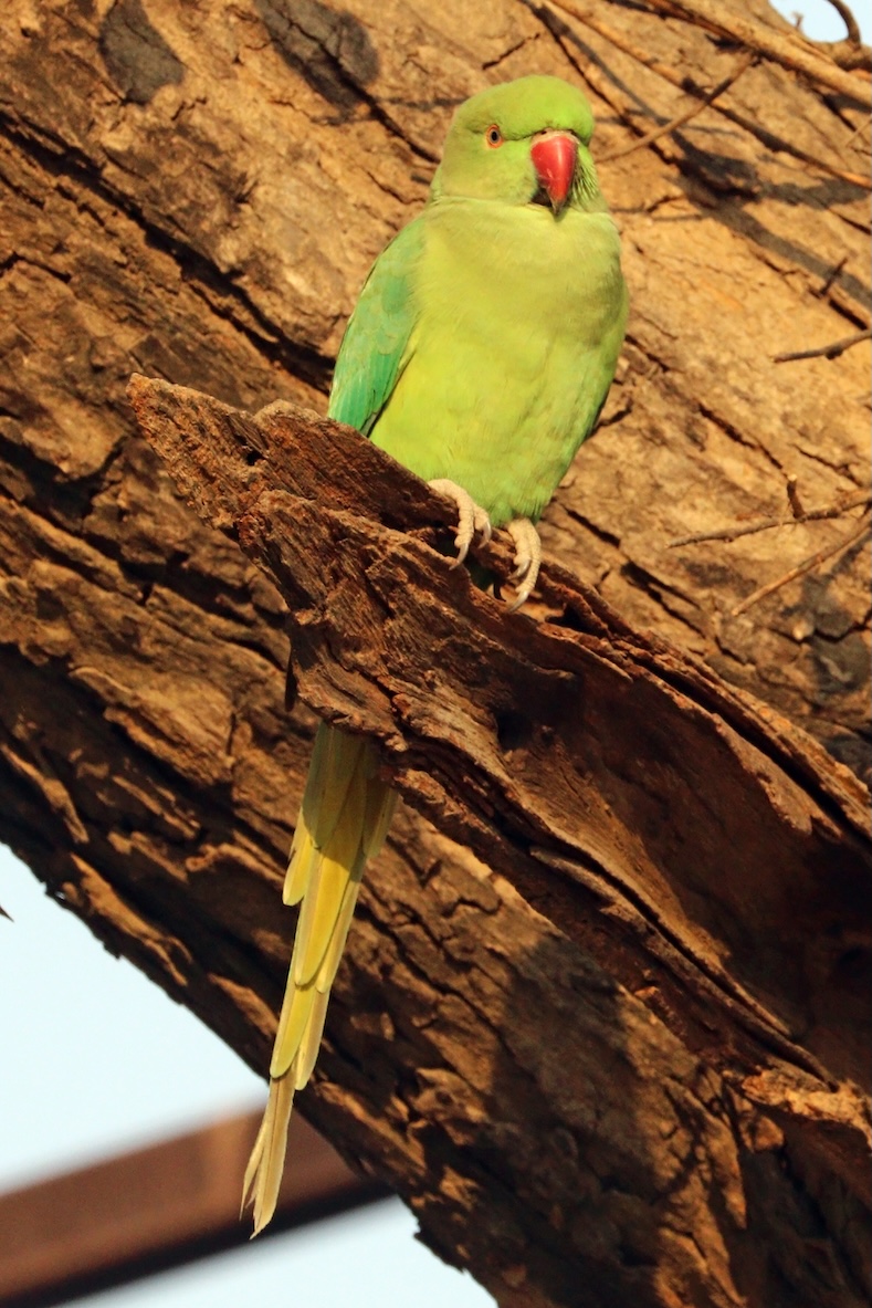 Ringneck fêmea